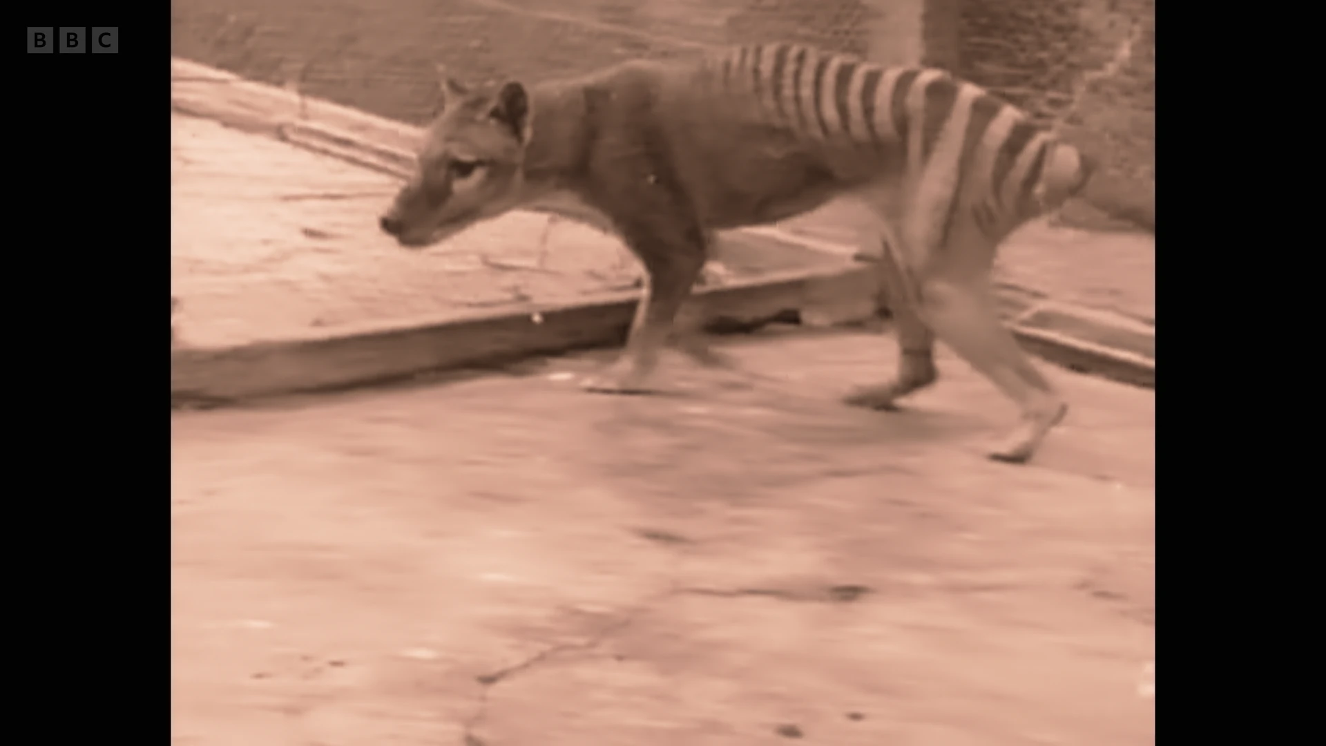 Thylacine (Thylacinus cynocephalus) as shown in Seven Worlds, One Planet - Australia
